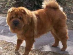 chow_pei_20211221_1927853270